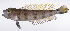  ( - LUZ-338)  @11 [ ] CreativeCommons  Attribution Non-Commercial (by-nc) (2017) Unspecified Smithsonian Institution National Museum of Natural History