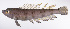  ( - LUZ-340)  @11 [ ] CreativeCommons  Attribution Non-Commercial (by-nc) (2017) Unspecified Smithsonian Institution National Museum of Natural History