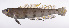  ( - LUZ-342)  @11 [ ] CreativeCommons  Attribution Non-Commercial (by-nc) (2017) Unspecified Smithsonian Institution National Museum of Natural History