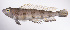  ( - LUZ-343)  @11 [ ] CreativeCommons  Attribution Non-Commercial (by-nc) (2017) Unspecified Smithsonian Institution National Museum of Natural History