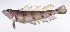  ( - LUZ-345)  @11 [ ] CreativeCommons  Attribution Non-Commercial (by-nc) (2017) Unspecified Smithsonian Institution National Museum of Natural History