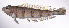  ( - LUZ-346)  @11 [ ] CreativeCommons  Attribution Non-Commercial (by-nc) (2017) Unspecified Smithsonian Institution National Museum of Natural History