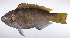  ( - LUZ-348)  @11 [ ] CreativeCommons  Attribution Non-Commercial (by-nc) (2017) Unspecified Smithsonian Institution National Museum of Natural History