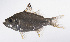  ( - LUZ-349)  @11 [ ] CreativeCommons  Attribution Non-Commercial (by-nc) (2017) Unspecified Smithsonian Institution National Museum of Natural History