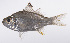  ( - LUZ-351)  @11 [ ] CreativeCommons  Attribution Non-Commercial (by-nc) (2017) Unspecified Smithsonian Institution National Museum of Natural History