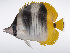  ( - LUZ-361)  @11 [ ] CreativeCommons  Attribution Non-Commercial (by-nc) (2017) Unspecified Smithsonian Institution National Museum of Natural History