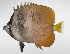  ( - LUZ-362)  @11 [ ] CreativeCommons  Attribution Non-Commercial (by-nc) (2017) Unspecified Smithsonian Institution National Museum of Natural History