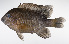  ( - LUZ-381)  @11 [ ] CreativeCommons  Attribution Non-Commercial (by-nc) (2017) Unspecified Smithsonian Institution National Museum of Natural History