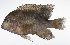 ( - LUZ-383)  @11 [ ] CreativeCommons  Attribution Non-Commercial (by-nc) (2017) Unspecified Smithsonian Institution National Museum of Natural History