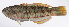  ( - LUZ-388)  @11 [ ] CreativeCommons  Attribution Non-Commercial (by-nc) (2017) Unspecified Smithsonian Institution National Museum of Natural History