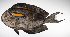  ( - LUZ-399)  @11 [ ] CreativeCommons  Attribution Non-Commercial (by-nc) (2017) Unspecified Smithsonian Institution National Museum of Natural History