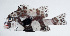  ( - PI-0219)  @11 [ ] CreativeCommons  Attribution Non-Commercial (by-nc) (2011) Unspecified Smithsonian Institution National Museum of Natural History