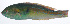  ( - RP-119)  @11 [ ] CreativeCommons  Attribution Non-Commercial (by-nc) (2012) Unspecified Smithsonian Institution National Museum of Natural History