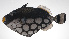  ( - PHI-020)  @11 [ ] CreativeCommons  Attribution Non-Commercial (by-nc) (2013) Unspecified Smithsonian Institution National Museum of Natural History