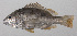  ( - PHI-234)  @11 [ ] CreativeCommons  Attribution Non-Commercial (by-nc) (2013) Unspecified Smithsonian Institution National Museum of Natural History