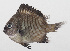  ( - PHI-347)  @11 [ ] CreativeCommons  Attribution Non-Commercial (by-nc) (2013) Unspecified Smithsonian Institution National Museum of Natural History