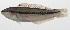  ( - PHI-393)  @11 [ ] CreativeCommons  Attribution Non-Commercial (by-nc) (2013) Unspecified Smithsonian Institution National Museum of Natural History