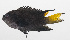  ( - PHI-213)  @11 [ ] CreativeCommons  Attribution Non-Commercial (by-nc) (2013) Unspecified Smithsonian Institution National Museum of Natural History