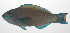  ( - PHI-094)  @11 [ ] CreativeCommons  Attribution Non-Commercial (by-nc) (2013) Unspecified Smithsonian Institution National Museum of Natural History