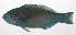  ( - PHI-093)  @11 [ ] CreativeCommons  Attribution Non-Commercial (by-nc) (2013) Unspecified Smithsonian Institution National Museum of Natural History