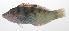  ( - PHI-110)  @11 [ ] CreativeCommons  Attribution Non-Commercial (by-nc) (2013) Unspecified Smithsonian Institution National Museum of Natural History