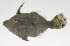  (Acreichthys tomentosus - PHI-124)  @11 [ ] CreativeCommons  Attribution Non-Commercial (by-nc) (2013) Unspecified Smithsonian Institution National Museum of Natural History