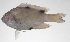  ( - PHI-047)  @11 [ ] CreativeCommons  Attribution Non-Commercial (by-nc) (2013) Unspecified Smithsonian Institution National Museum of Natural History