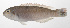  ( - PHI-059)  @11 [ ] CreativeCommons  Attribution Non-Commercial (by-nc) (2013) Unspecified Smithsonian Institution National Museum of Natural History