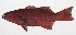  ( - PHI-238)  @11 [ ] CreativeCommons  Attribution Non-Commercial (by-nc) (2013) Unspecified Smithsonian Institution National Museum of Natural History