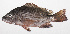  ( - PHI-239)  @11 [ ] CreativeCommons  Attribution Non-Commercial (by-nc) (2013) Unspecified Smithsonian Institution National Museum of Natural History