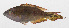  ( - PHI-229)  @11 [ ] CreativeCommons  Attribution Non-Commercial (by-nc) (2013) Unspecified Smithsonian Institution National Museum of Natural History