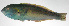  ( - PHI-003)  @11 [ ] CreativeCommons  Attribution Non-Commercial (by-nc) (2013) Unspecified Smithsonian Institution National Museum of Natural History