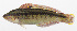  ( - PHI-297)  @11 [ ] CreativeCommons  Attribution Non-Commercial (by-nc) (2013) Unspecified Smithsonian Institution National Museum of Natural History
