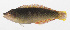  ( - PHI-295)  @11 [ ] CreativeCommons  Attribution Non-Commercial (by-nc) (2013) Unspecified Smithsonian Institution National Museum of Natural History