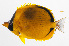  ( - PHI-198)  @11 [ ] CreativeCommons  Attribution Non-Commercial (by-nc) (2013) Unspecified Smithsonian Institution National Museum of Natural History