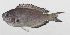  (Teixeirichthys - PHI-360)  @11 [ ] CreativeCommons  Attribution Non-Commercial (by-nc) (2013) Unspecified Smithsonian Institution National Museum of Natural History