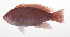 ( - PHI-334)  @11 [ ] CreativeCommons  Attribution Non-Commercial (by-nc) (2013) Unspecified Smithsonian Institution National Museum of Natural History