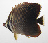  ( - PHI-335)  @11 [ ] CreativeCommons  Attribution Non-Commercial (by-nc) (2013) Unspecified Smithsonian Institution National Museum of Natural History