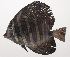  ( - VIS-046)  @11 [ ] CreativeCommons  Attribution Non-Commercial (by-nc) (2015) Unspecified Smithsonian Institution National Museum of Natural History