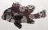  ( - VIS-047)  @11 [ ] CreativeCommons  Attribution Non-Commercial (by-nc) (2015) Unspecified Smithsonian Institution National Museum of Natural History