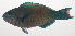  ( - VIS-093)  @11 [ ] CreativeCommons  Attribution Non-Commercial (by-nc) (2015) Unspecified Smithsonian Institution National Museum of Natural History
