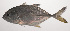  ( - VIS-144)  @11 [ ] CreativeCommons  Attribution Non-Commercial (by-nc) (2015) Unspecified Smithsonian Institution National Museum of Natural History