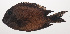  ( - VIS-151)  @11 [ ] CreativeCommons  Attribution Non-Commercial (by-nc) (2015) Unspecified Smithsonian Institution National Museum of Natural History