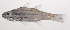  ( - VIS-210)  @11 [ ] CreativeCommons  Attribution Non-Commercial (by-nc) (2015) Unspecified Smithsonian Institution National Museum of Natural History