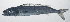  ( - VIS-300)  @11 [ ] CreativeCommons  Attribution Non-Commercial (by-nc) (2015) Unspecified Smithsonian Institution National Museum of Natural History