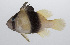  ( - PHIL-009)  @11 [ ] CreativeCommons  Attribution Non-Commercial (by-nc) (2015) Unspecified Smithsonian Institution National Museum of Natural History