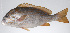  ( - PHIL-035)  @11 [ ] CreativeCommons  Attribution Non-Commercial (by-nc) (2015) Unspecified Smithsonian Institution National Museum of Natural History