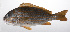  ( - PHIL-037)  @11 [ ] CreativeCommons  Attribution Non-Commercial (by-nc) (2015) Unspecified Smithsonian Institution National Museum of Natural History