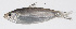  (Herklotsichthys dispilonotus - PHIL-041)  @11 [ ] CreativeCommons  Attribution Non-Commercial (by-nc) (2015) Unspecified Smithsonian Institution National Museum of Natural History