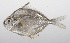  ( - PHIL-050)  @11 [ ] CreativeCommons  Attribution Non-Commercial (by-nc) (2015) Unspecified Smithsonian Institution National Museum of Natural History